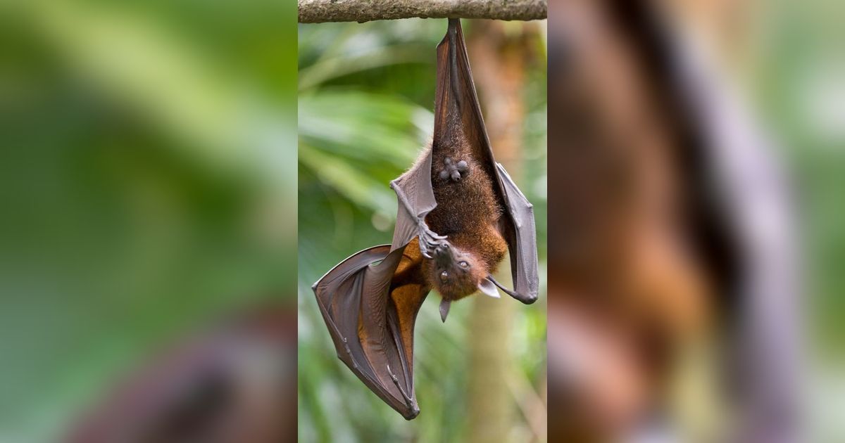10 Kelelawar Terbesar di Dunia yang Pernah Ditemukan!
