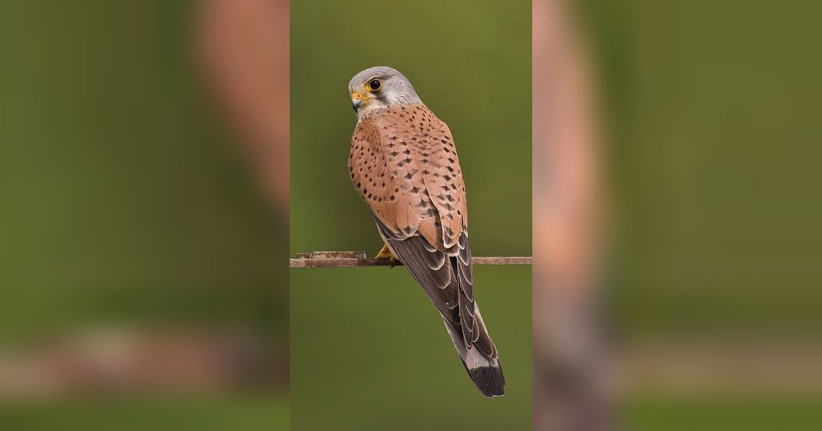 Fakta Unik tentang Kestrel, Predator Kecil dengan Warna Cantik