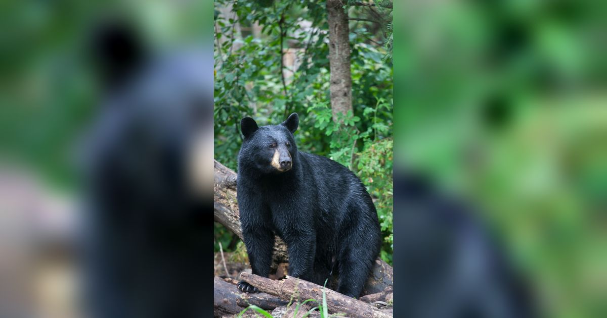 Detik-Detik Mengerikan Turis Potong Tangan demi Bebaskan Diri dari Serangan Beruang Raksasa