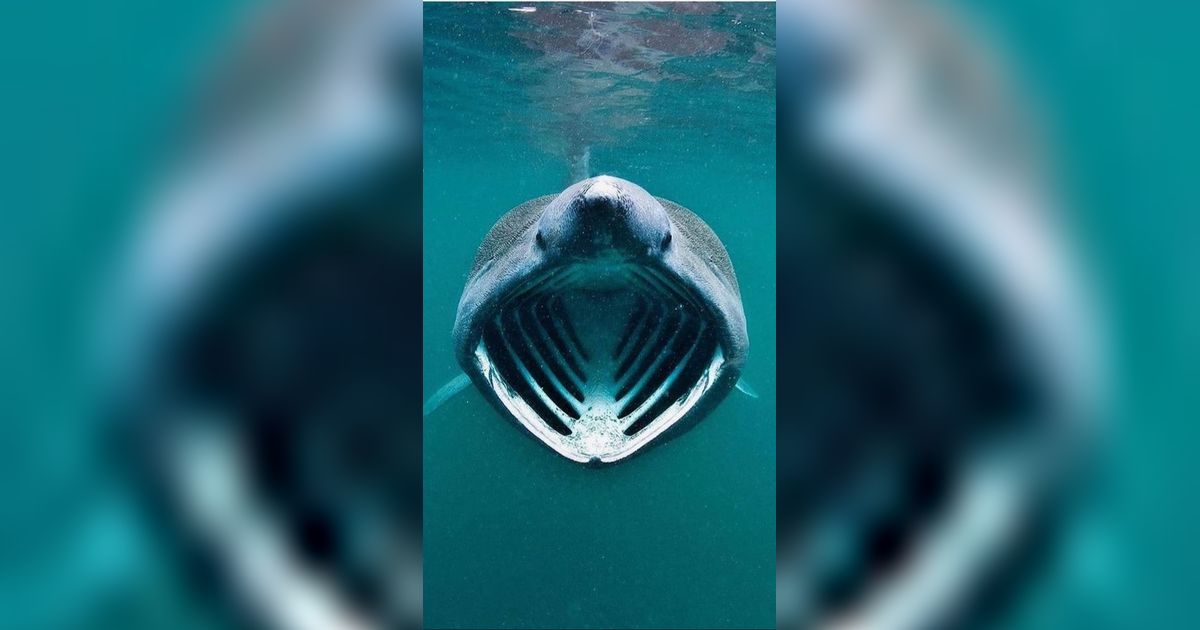 10 Jenis Hiu Laut Dalam, Tak Pernah ke Permukaan dan Sangat Primitif