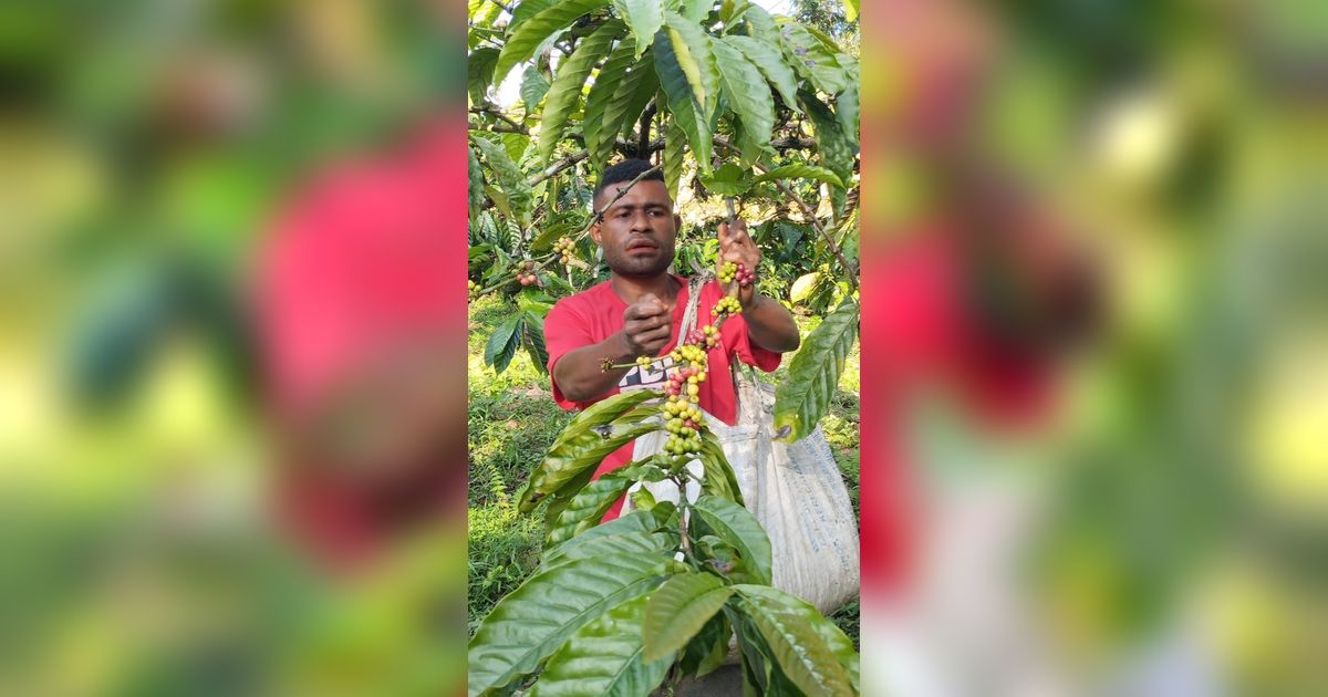 FOTO: ‘Klasterkuhidupku’, Kopi Ambaidiru dari Papua Terus Berkembang dan Mampu Jangkau Pasar Lebih Luas