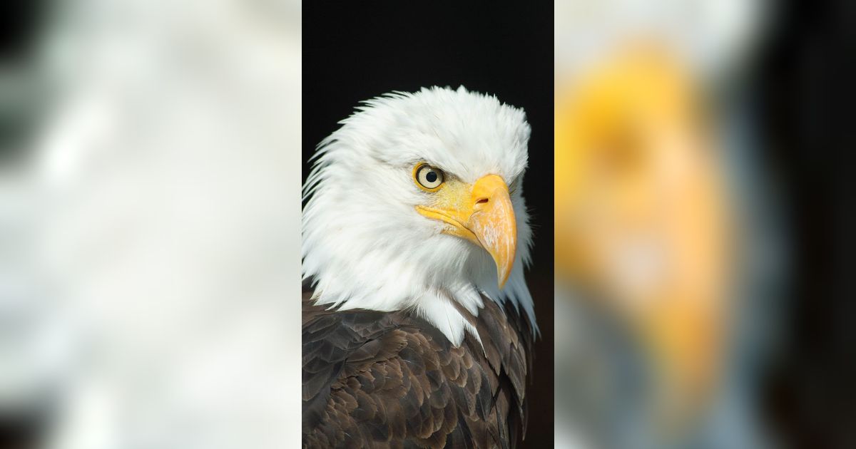 10 Burung Terkuat di Bumi Mampu Terbang dan Angkat Beban 18 Kg!