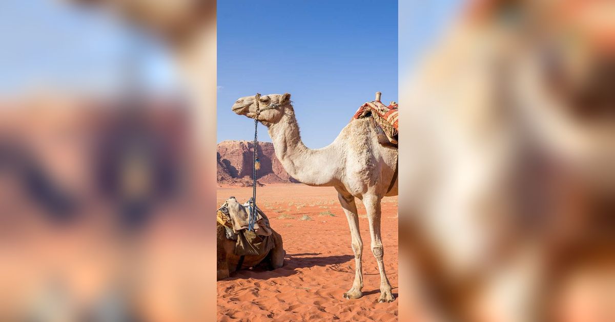 11 Hewan yang Mampu Hidup Tanpa Minum Air, Ada yang Bertahan Hingga 20 Tahun!