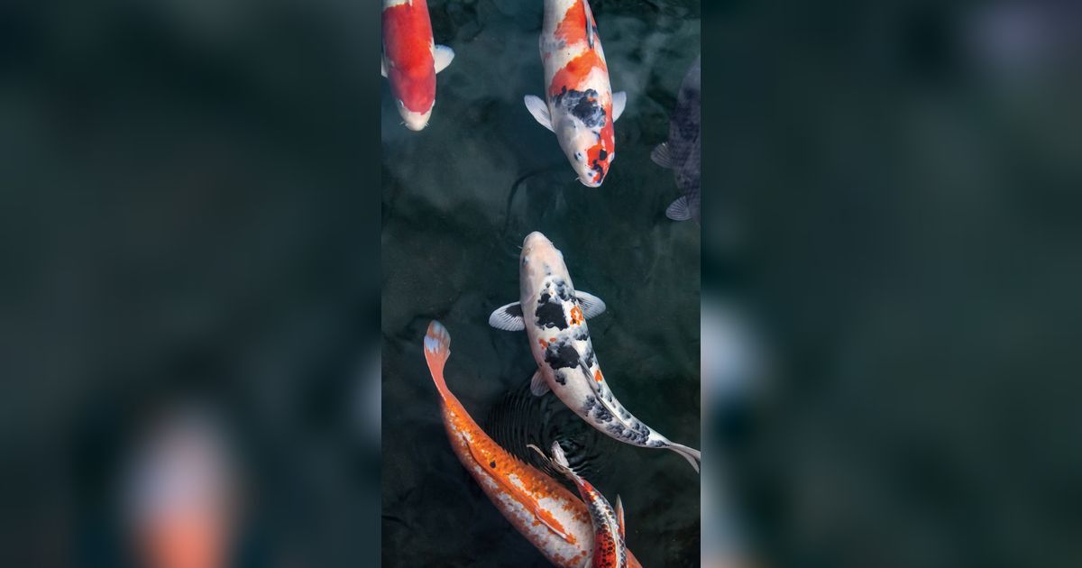 Apakah Ikan Mampu Melihat di Kegelapan? Ini Kata Ilmuwan