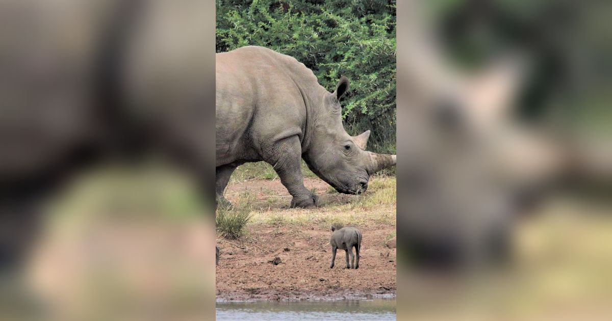 Apakah Badak Keturunan Dinosaurus Jenis Triceratops?
