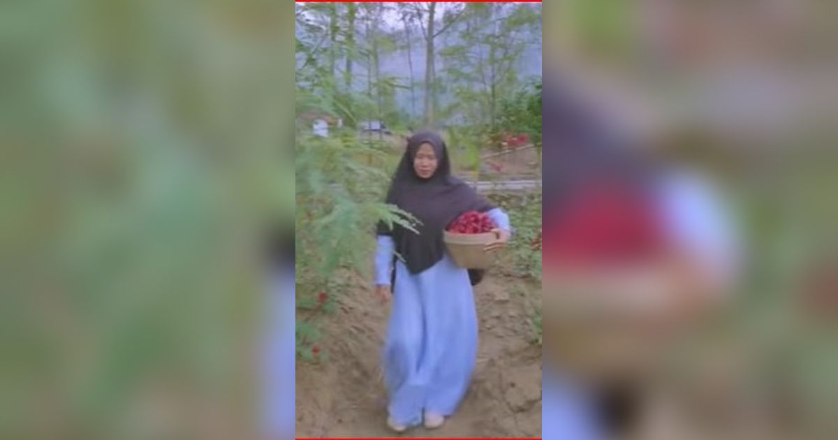 Kisah Ibu-Ibu di Magelang Bertani Rosela karena Terdampak Corona, Modal Sedikit Untung Besar dan Kaya Manfaat