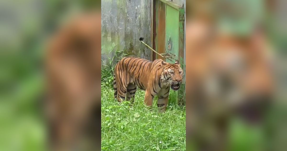Deretan Fakta Matinya Harimau Benggala di Medan Zoo, KLHK Minta Evaluasi