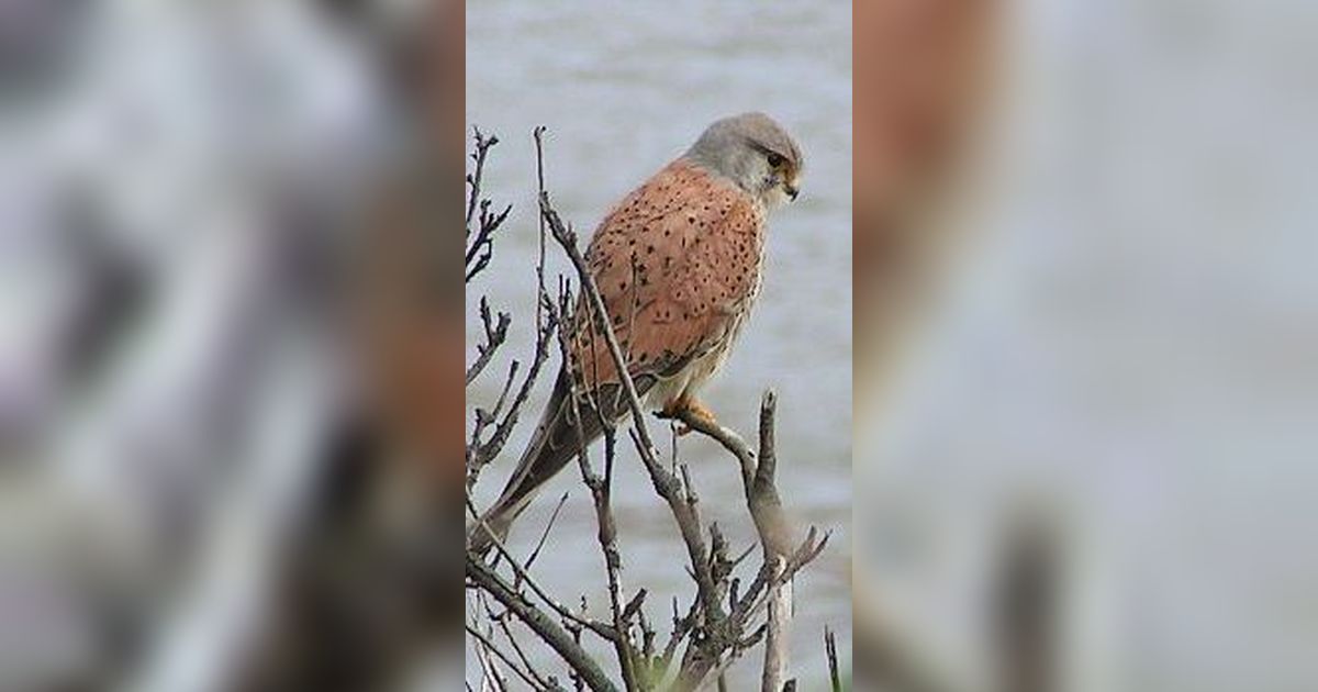 Fakta Unik tentang Kestrel, Predator Kecil dengan Warna Cantik