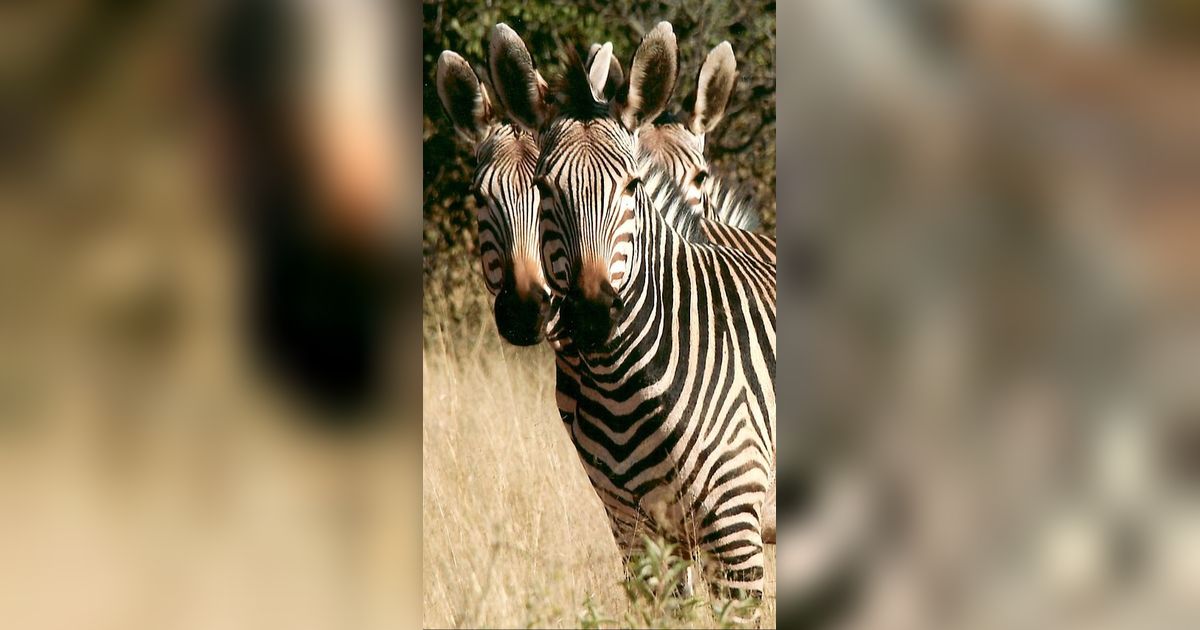 31 Januari: Hari Zebra Internasional, Ketahui Sejarah dan Fakta Menariknya