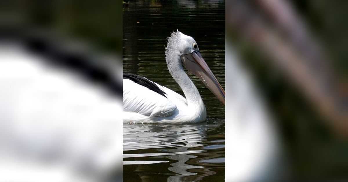 Pemberani, Orang Ini Menarik Ikan dari Tenggorokan Pelikan yang Tersedak!