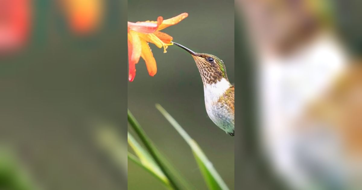 Fakta Terbaru, Burung Kolibri Ternyata Adalah Golongan Dinosaurus!