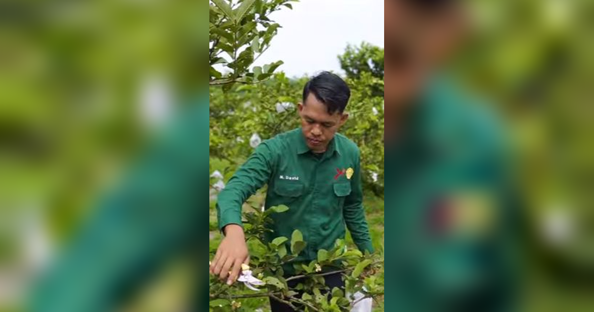 Raih Omzet Rp60 Juta per Bulan, Intip Kisah Sukses Petani Jambu Kristal di Kabupaten Kampar Riau
