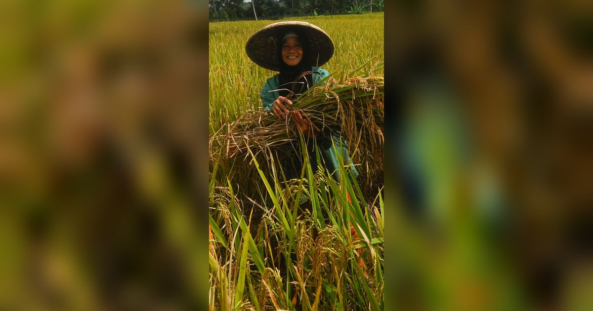 FOTO: Petani Padi Semringah Harga Gabah Kering Naik