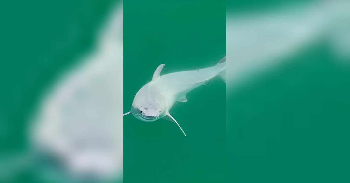 Untuk Pertama Kalinya, Ditemukan Bayi Hiu Putih Langka di California