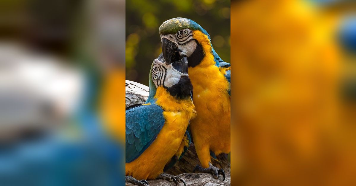 9 Burung Terpintar di Dunia, Bahkan Ada yang Jadi Tukang Tipu
