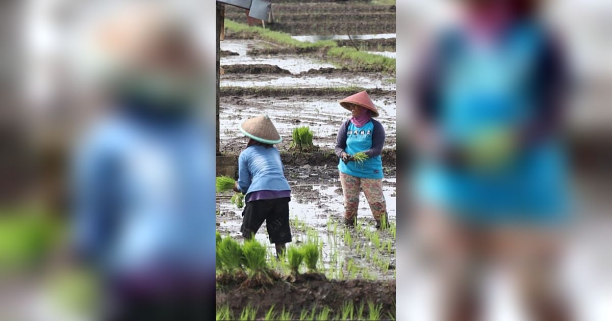 Petani Respons Pengamat Terkait Pupuk Subsidi: Tambahan Anggaran Pupuk Sentuh Akar Masalah Kami