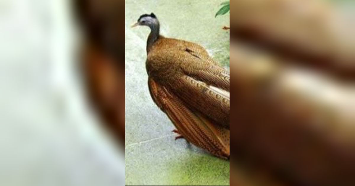 Burung Kuau Raja dari Zaman Purba yang Ditemukan di Indonesia, Ini Fakta Lengkapnya