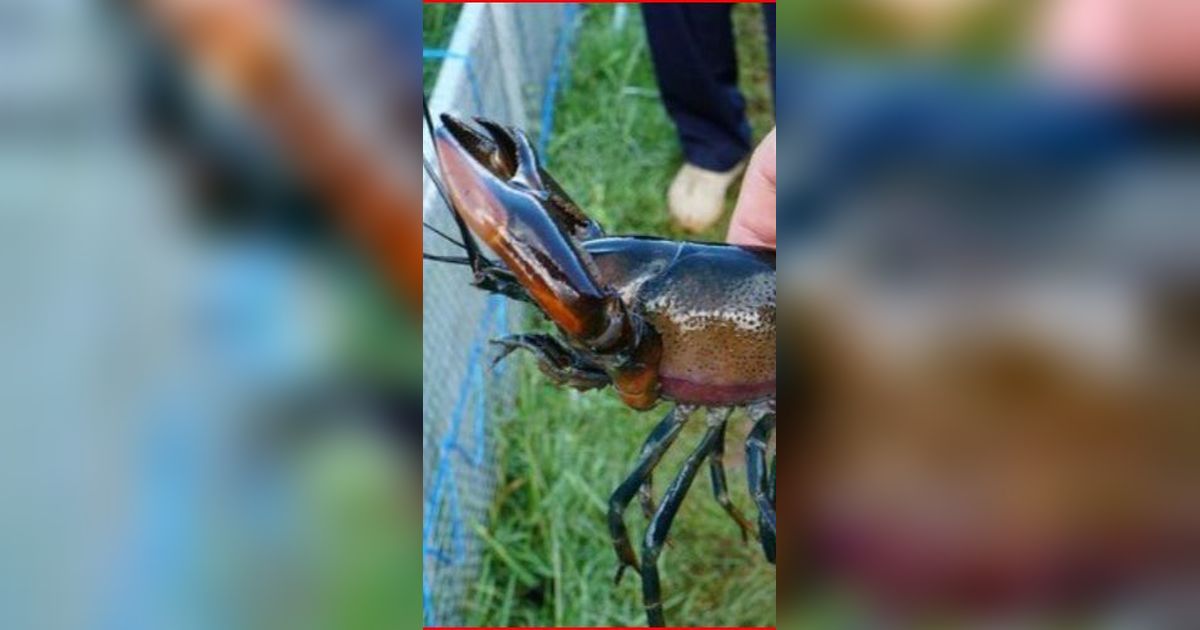 Mencicipi Udang Selingkuh, Lobster Air Tawar dari Papua Hasil Perselingkuhan Udang dan Kepiting