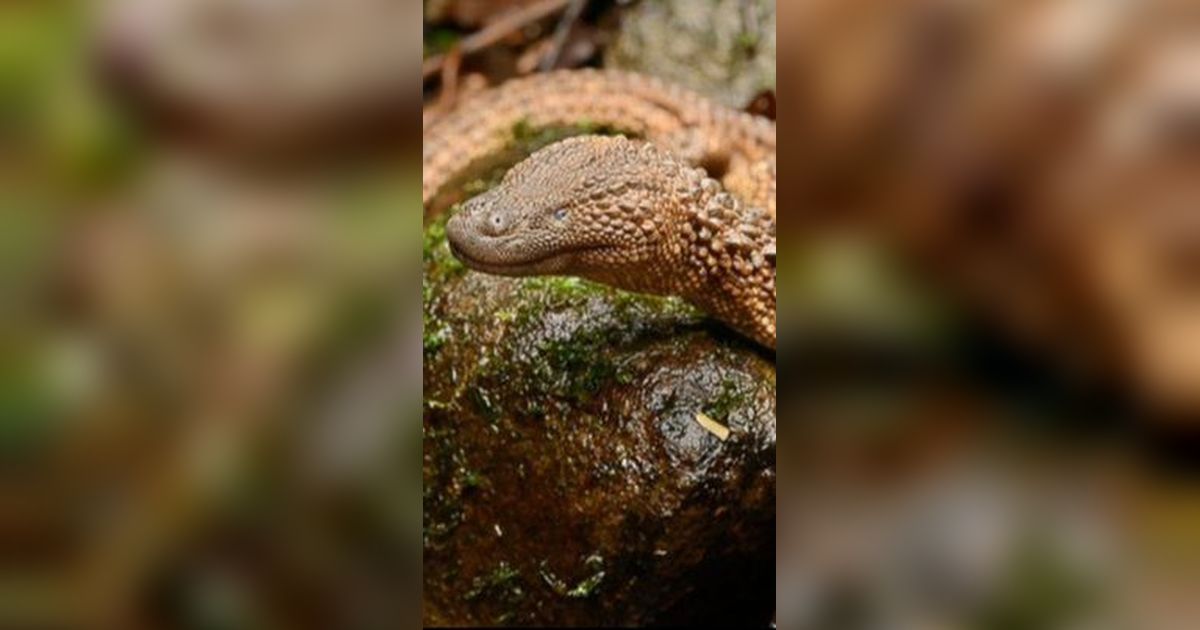 Hanya Ada di Kalimantan, Inilah Hewan yang Punya Wujud Mirip Naga