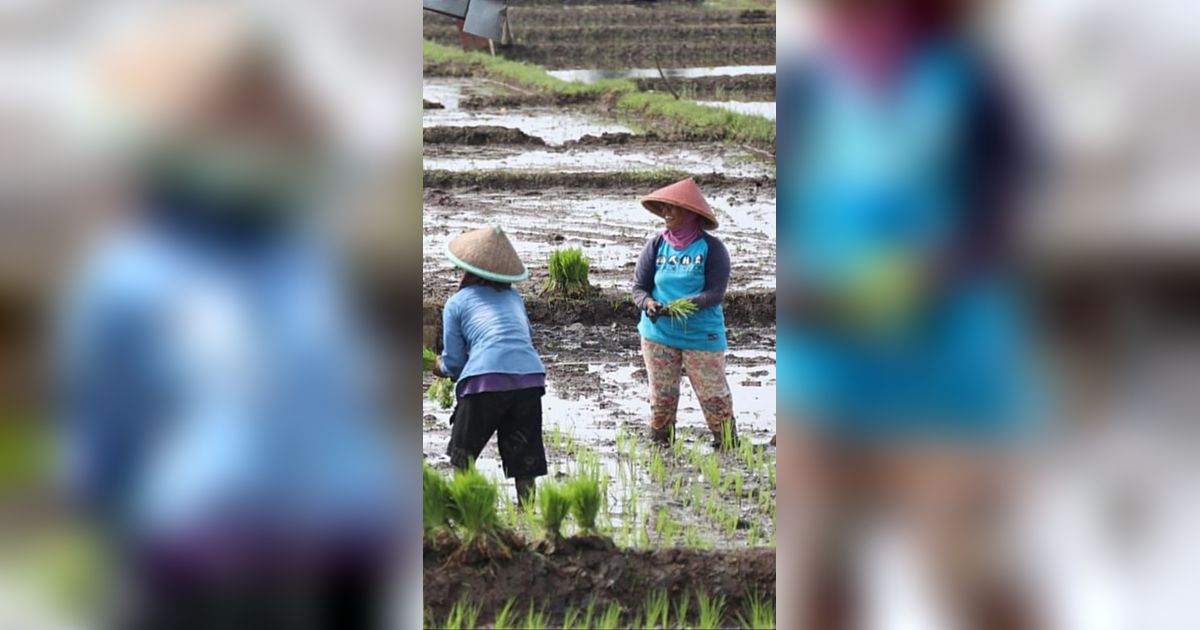 Anggaran Subsidi Pupuk Ditambah Rp14 Triliun, Mekanisme Penebusan Hanya Pakai KTP