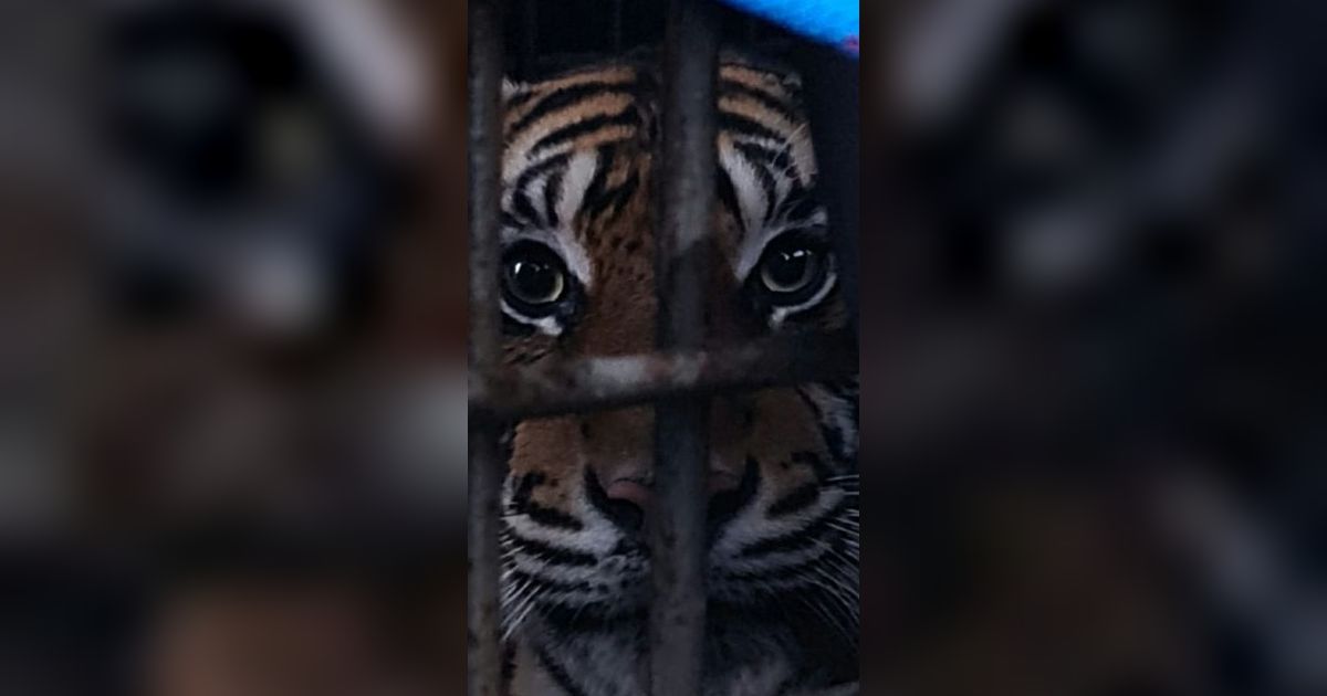 Kembali Ditemukan Harimau Mati di Medan Zoo, Ini Fakta di Baliknya