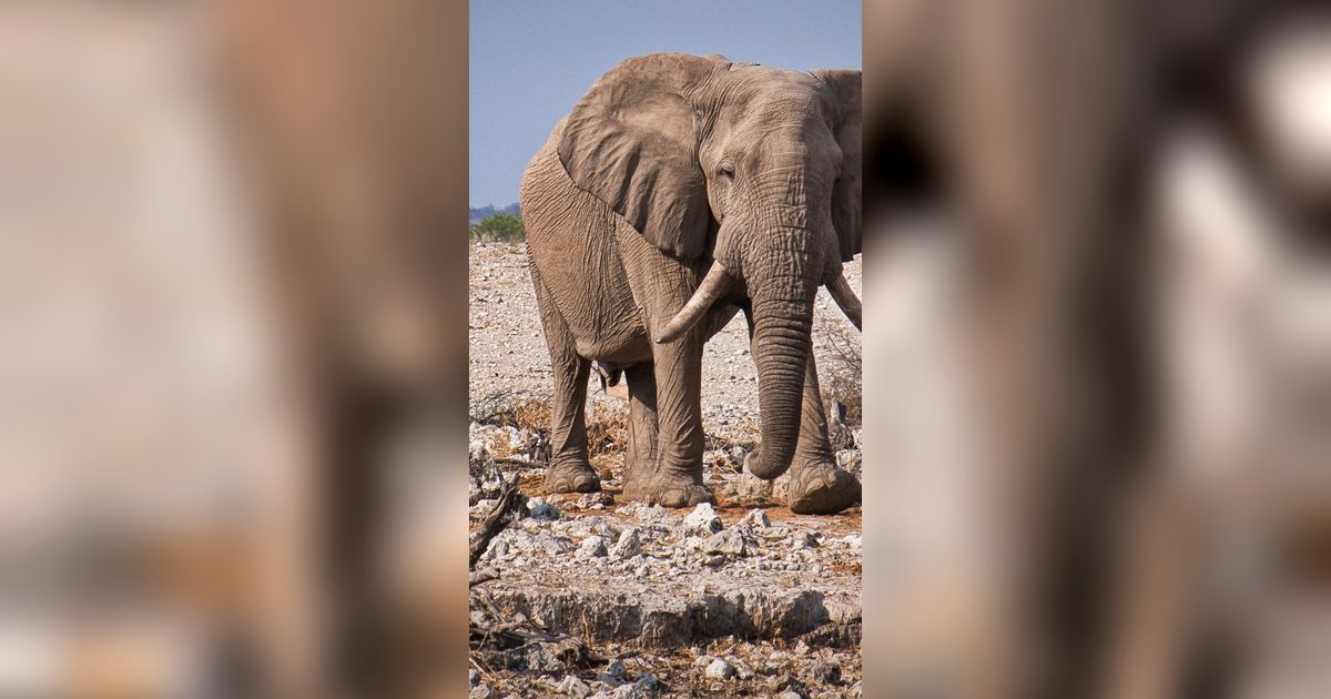 Habitatnya Kebanjiran, Dua Ekor Gajah Liar Rusak Tanaman Warga di Riau