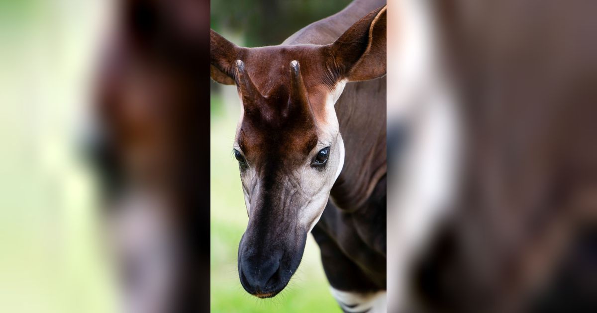 Hewan Langka dan Hampir Punah Ini Telah Melahirkan di Kebun Binatang Cincinnati