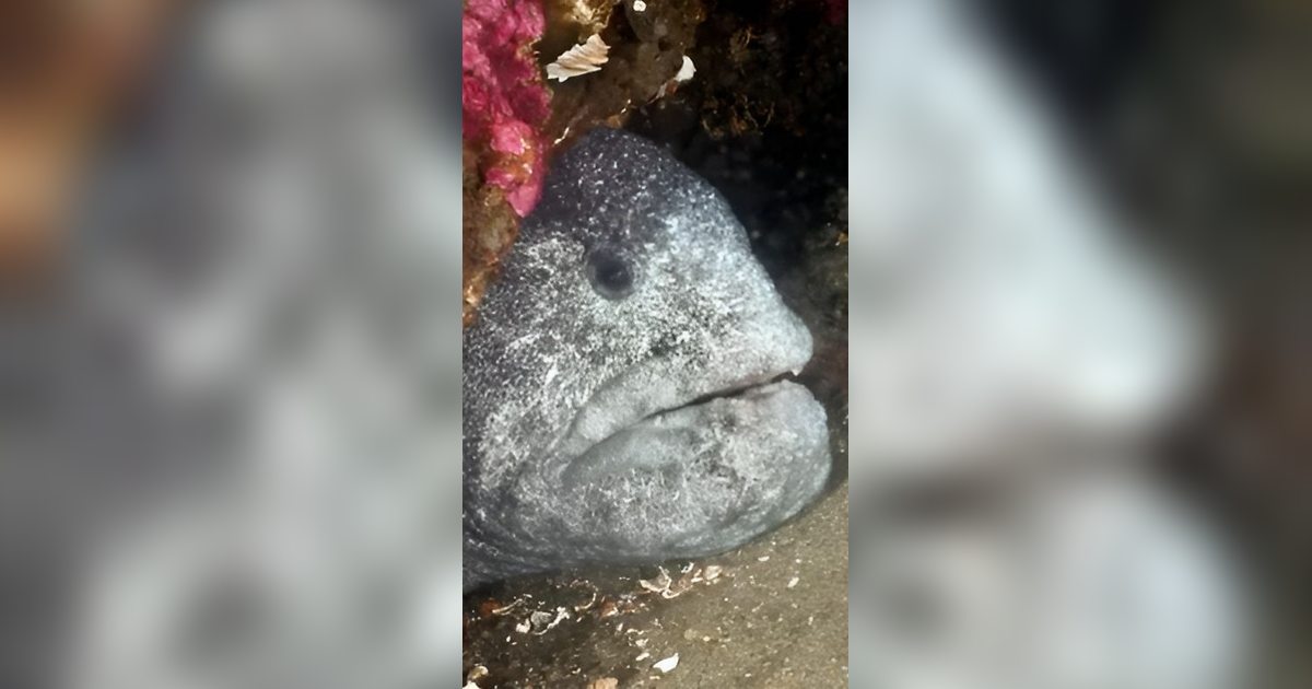Makhluk Laut Langka dengan Wujud Buruk Rupa Muncul, Bikin Kaget