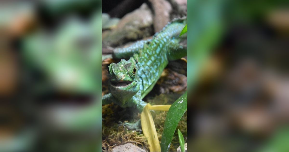 Fakta Kadal Basilisk, Hewan yang Mampu Berenang dan Berlari di Atas Air