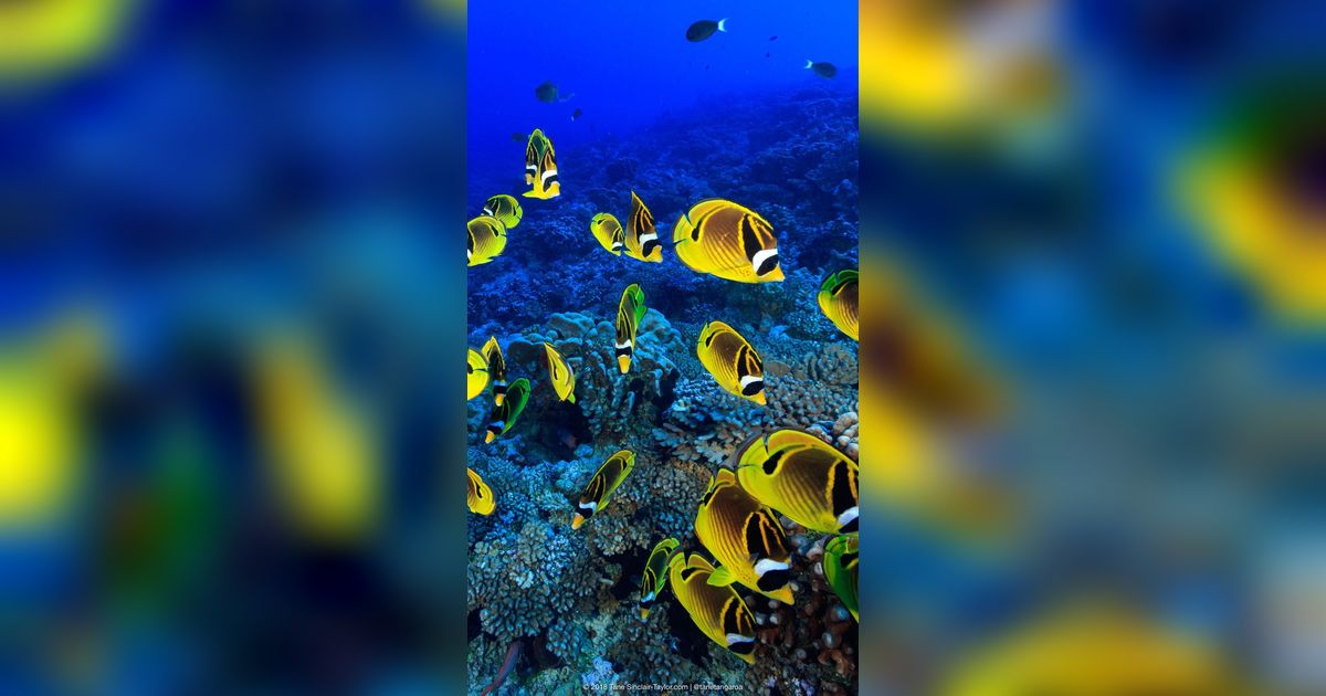 Unik, 6 Hewan Laut Ini Makan Karang Setiap Hari