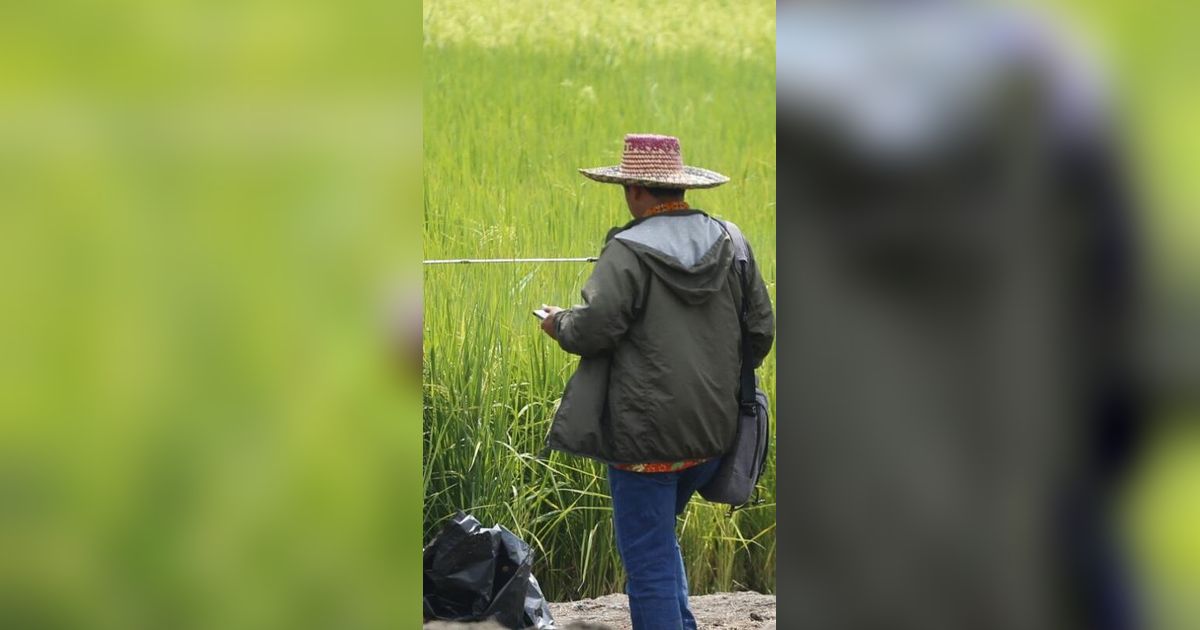 Penampakan Gurun Pasir Disulap jadi Sawah, Padi Tumbuh Subur Dikelola Warganya