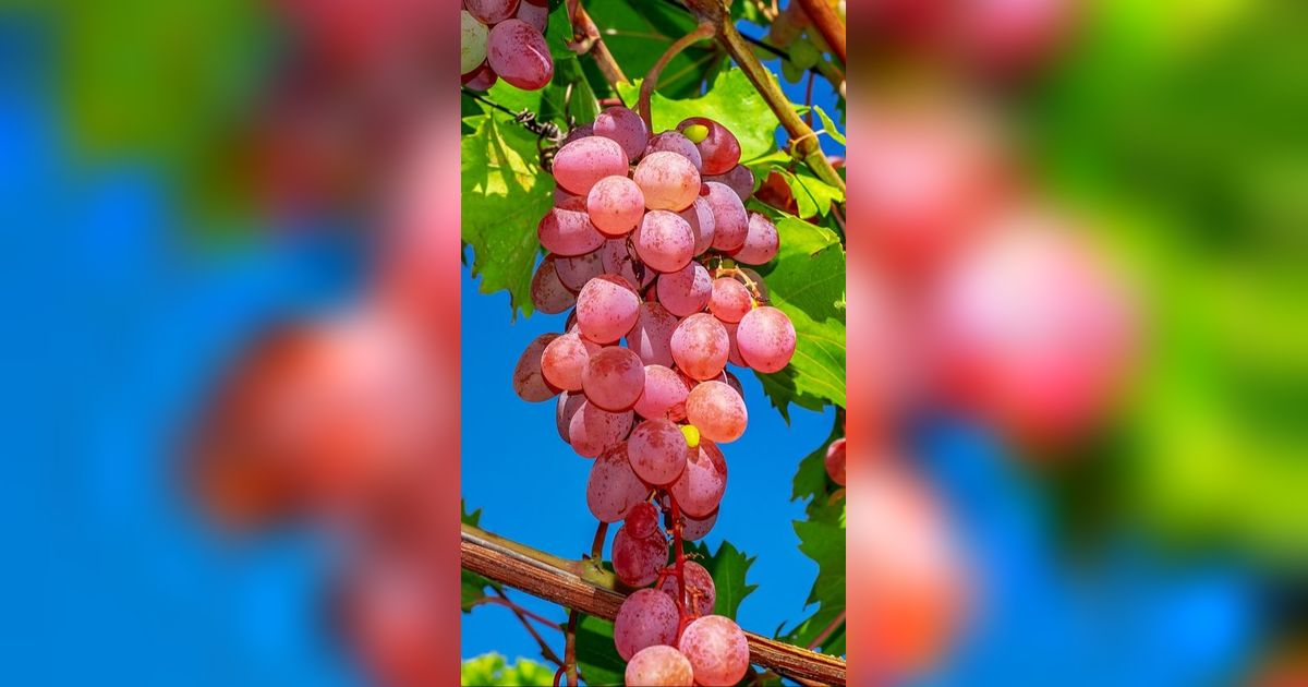 Manfaat Biji Anggur Bagi Kesehatan, Efektif Turunkan Risiko Kanker