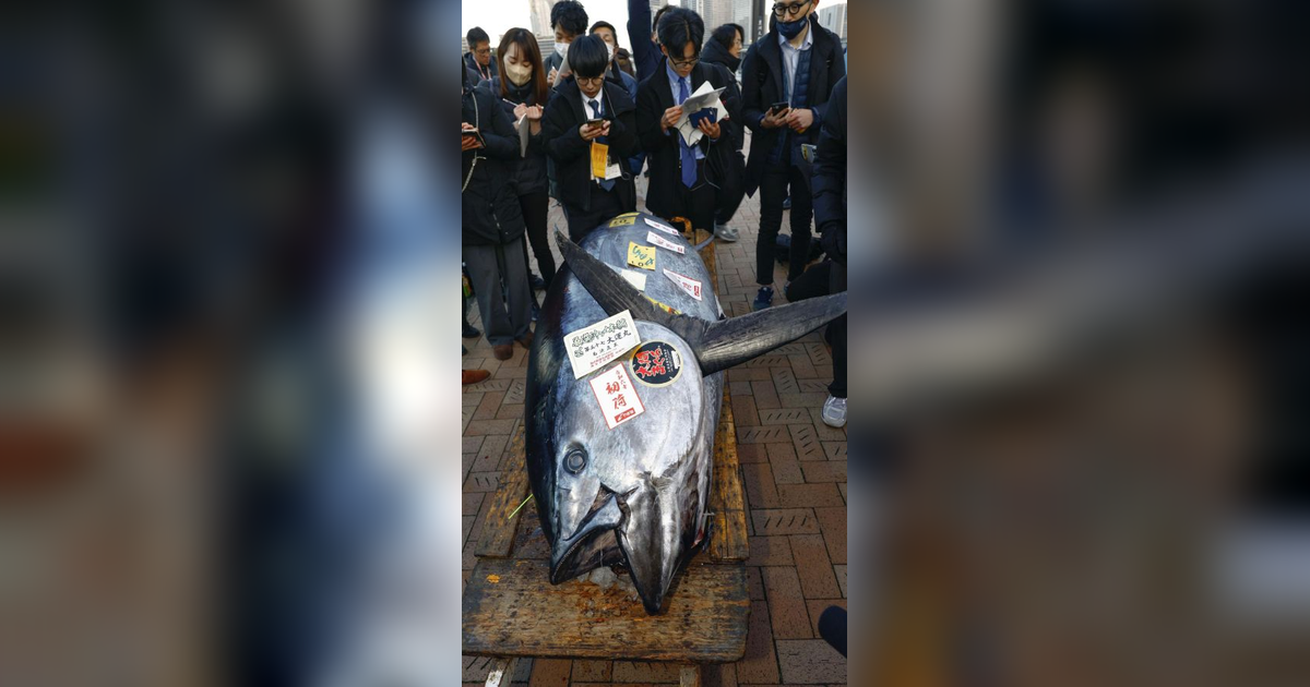 Pecah Rekor! Ikan Tuna Sirip Biru di Jepang Terjual Rp12 M