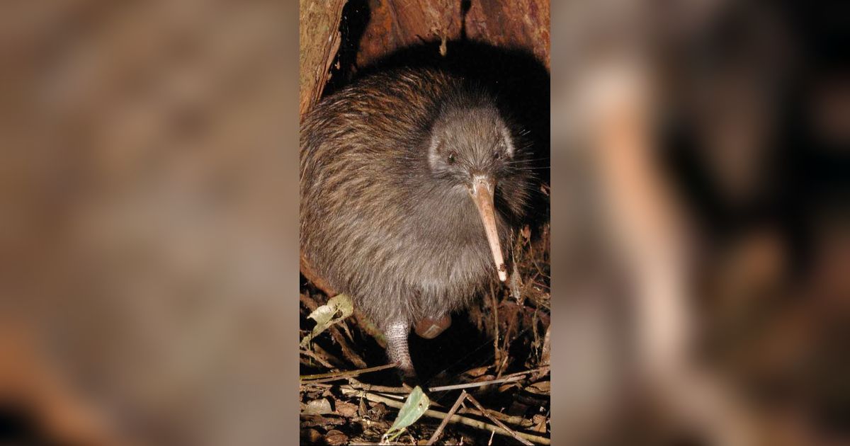 Deretan Hewan Unik di Selandia Baru, Ada Burung Hantu Setengah Beo!