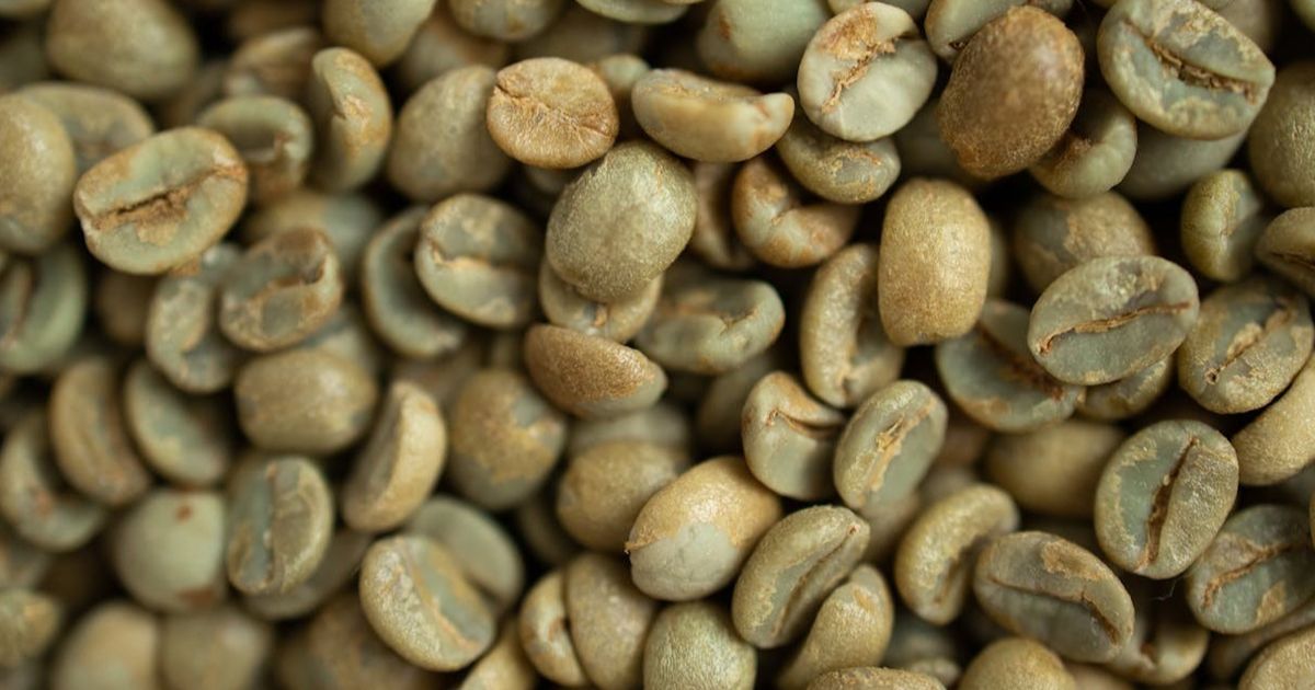 Tak Banyak Disadari, Ini Manfaat Kesehatan dari Konsumsi Kopi Hijau