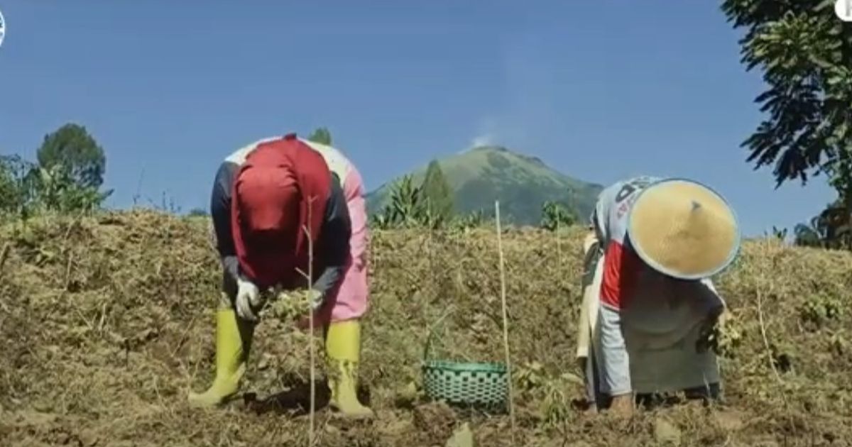 Curhat Petani yang Khawatir Harga Tembakau Turun Gara-Gara Aturan Ini