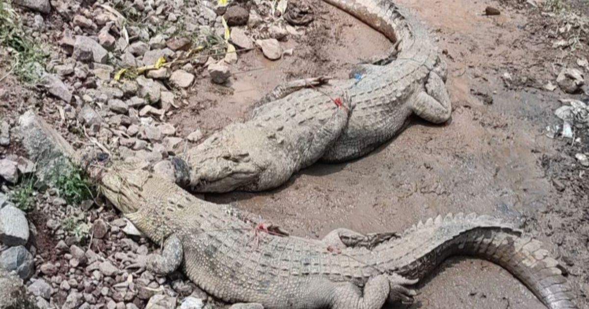 Banyak Buaya Bermunculan ke Darat, Petugas Sebut Musim Kawin dan Bertelur