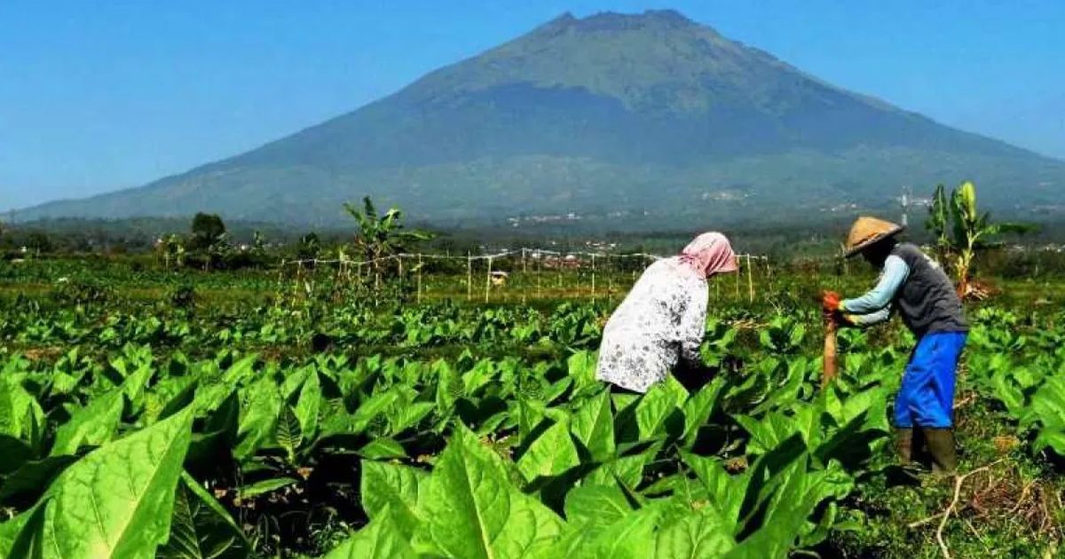 Banyak Tantangan Industri Tembakau, Ribuan Petani Khawatir Kehilangan Mata Pencarian