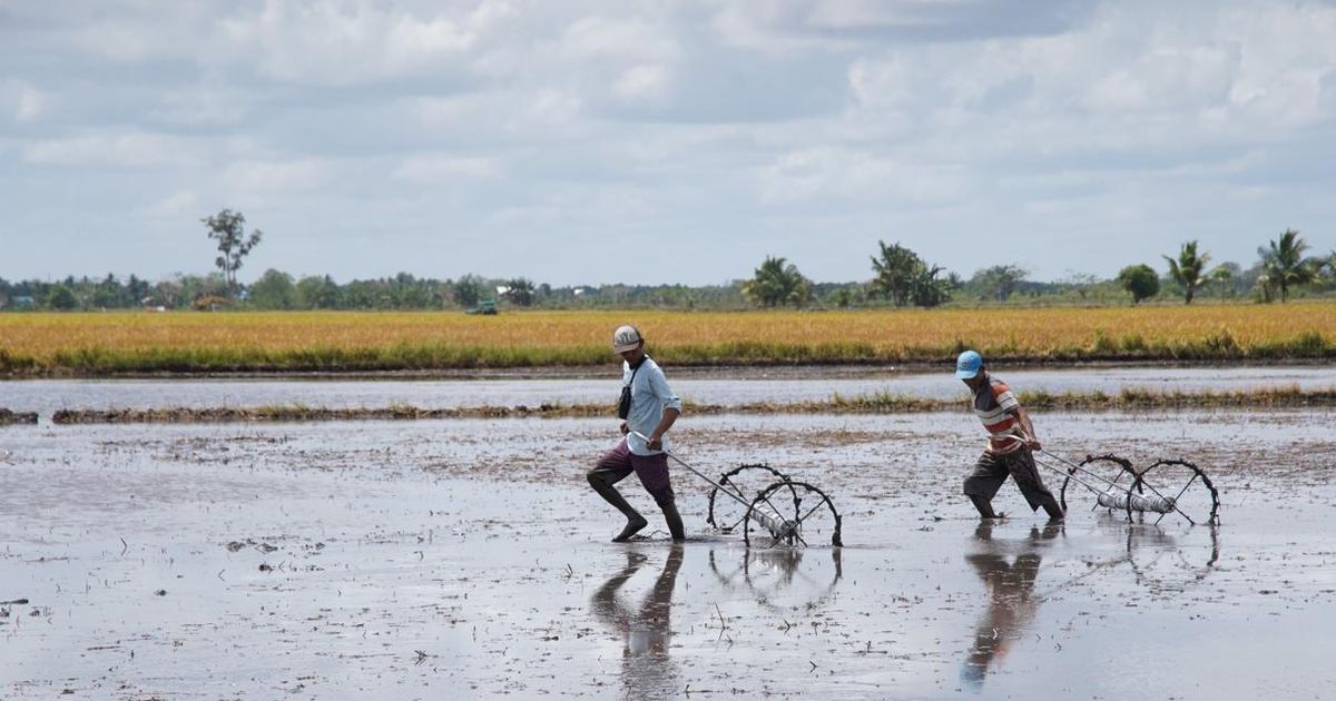 Warga Kampung Kaliki Merauke Bersyukur Harapan Miliki Sawah Sendiri Diwujudkan Pemerintah