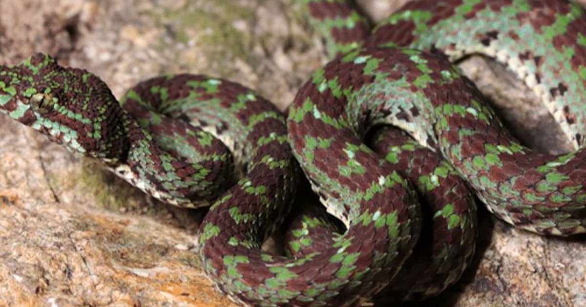 Peneliti Temukan Spesies Baru Ular Cantik di Sela Batu Kapur, Punya Bulu Mata Berwarna Hijau Zamrud