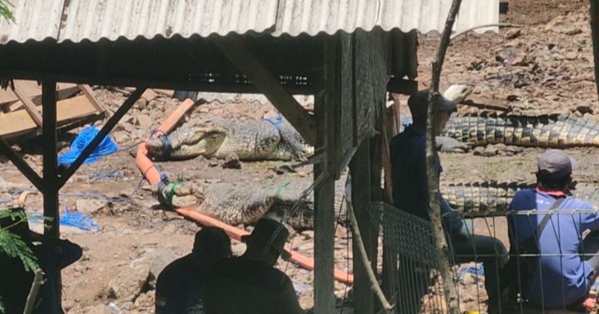 Tembok Penangkaran Sempat Jebol, Belasan Buaya Akhirnya Dipindahkan dari Cianjur ke Sumsel