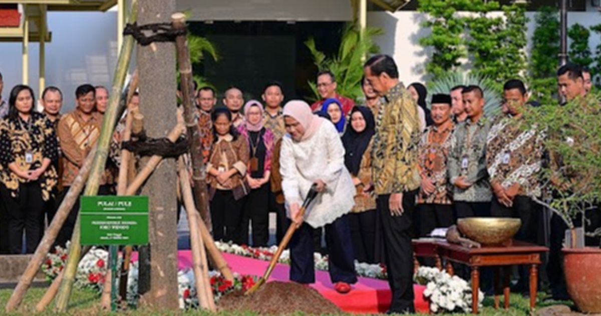 Jokowi Tanam Pohon Pulai di Istana Jakarta Jelang Pensiun, Ini Maknanya