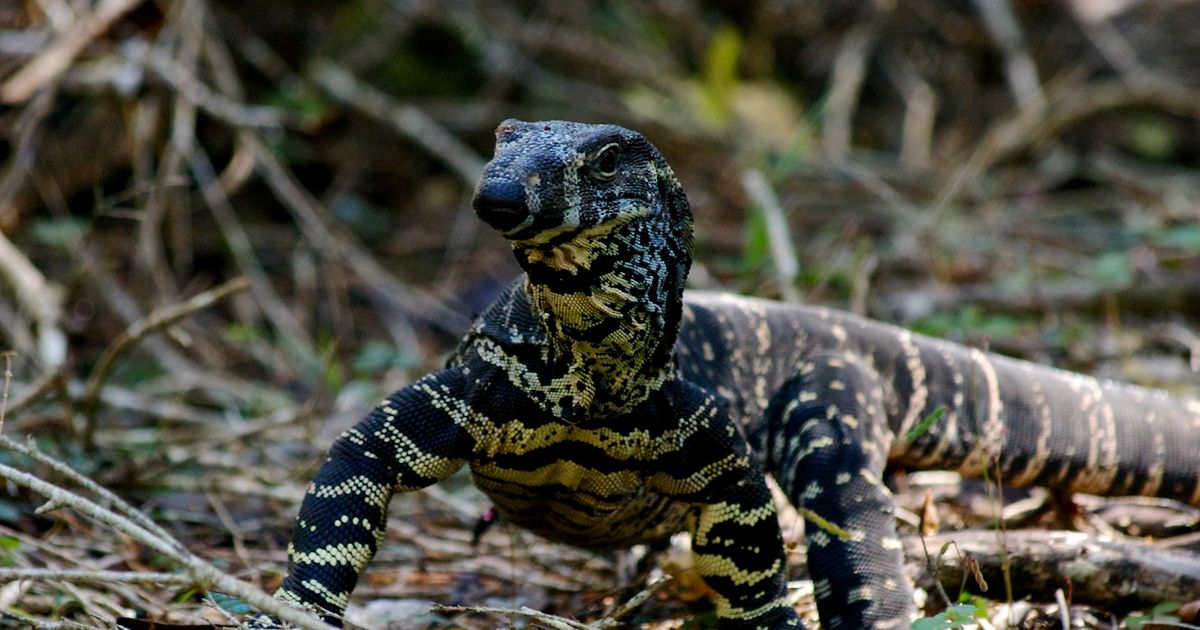 Jenis-jenis Reptil Ini Ternyata Banyak Peminatnya, Termasuk Biawak