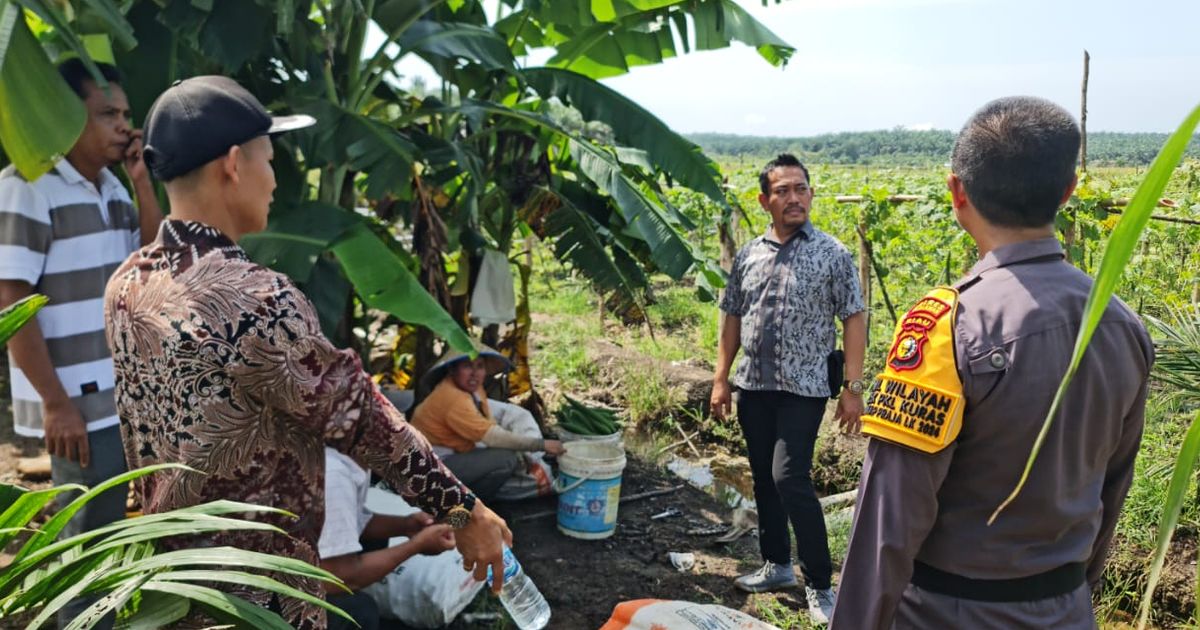 Pesan Damai Pilkada dari Ladang Petani