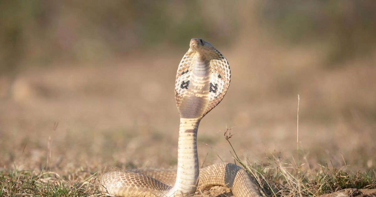 Penelitian ini Ungkap Ular King Cobra Bukan Hanya Satu Spesies Saja