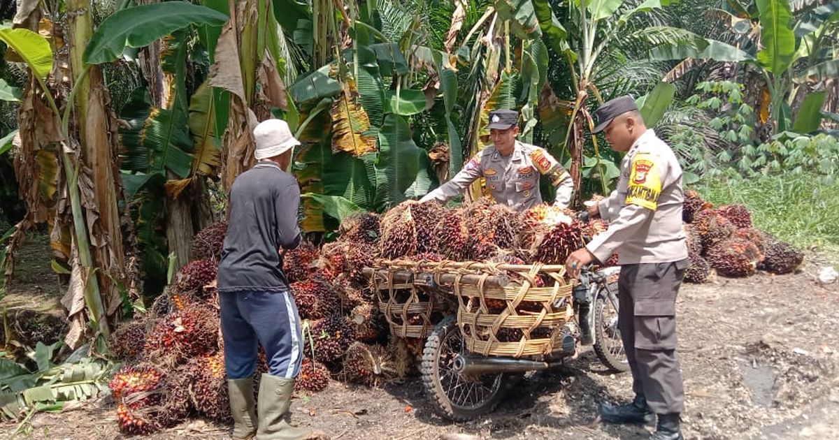 Aksi Bhabinkamtibmas Bermandi Keringat Bantu Petani Sawit