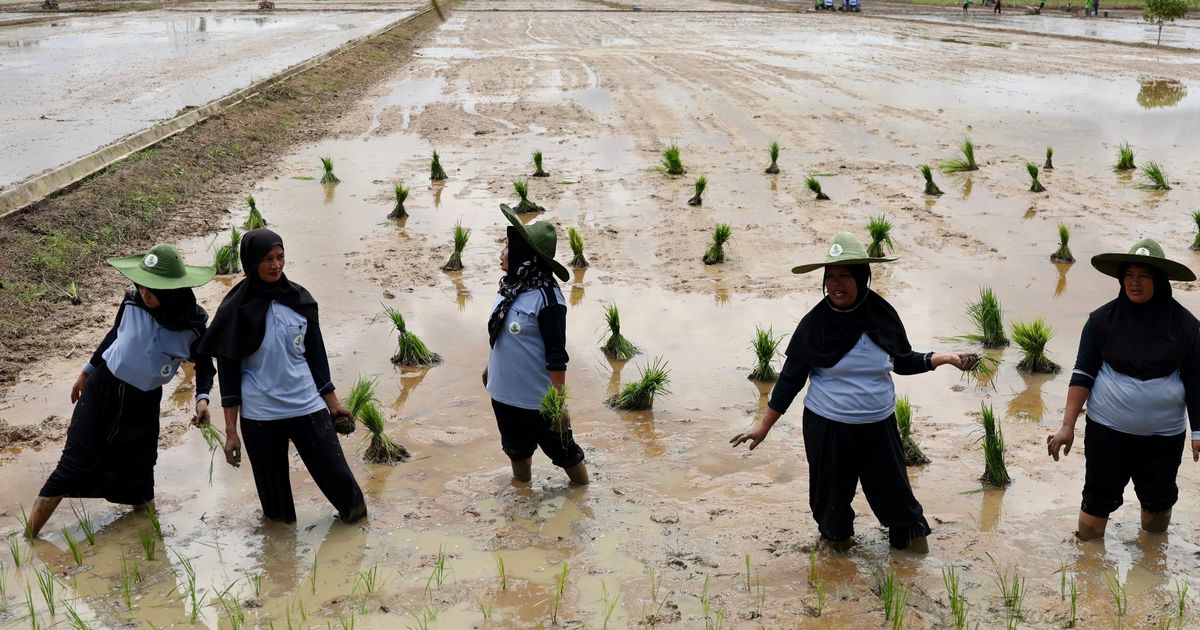 Pemerintah Pede Bisa Swasembada 4 Tahun ke Depan, Ini Buktinya