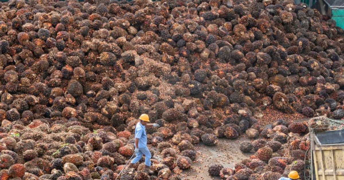 Narkoba Marak di Kalangan Pekerja Sawit, Tanda Sawit Ada yang Ditukar dengan Sabu