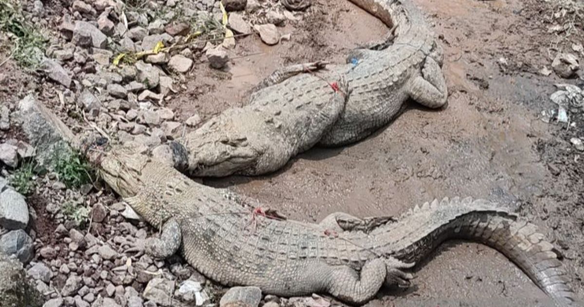 Tembok Penangkaran Jebol, Buaya Milik Pengusaha di Cianjur ke Sawah Dekat Permukiman Warga