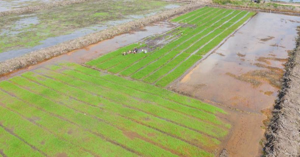 Prabowo Mau Hapus Utang Petani, Totalnya Ternyata Mencapai Rp8,3 Triliun